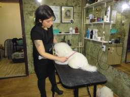 Ulepsavanje malih rasa pasa i ljubimaca