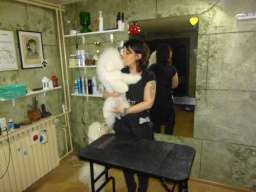 Ulepsavanje malih rasa pasa i ljubimaca