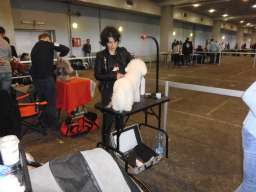 Ulepsavanje malih rasa pasa i ljubimaca