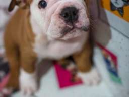 Engleski buldog stenci 