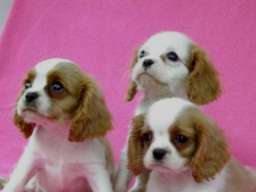 Cavalier King Charles Spaniel stenci
