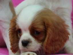 Cavalier King Charles Spaniel stenci
