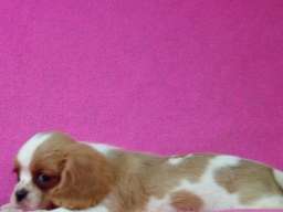 Cavalier King Charles Spaniel stenci