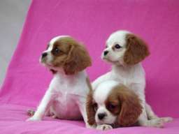 Cavalier King Charles Spaniel stenci