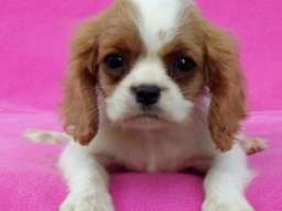 Cavalier King Charles Spaniel stenci