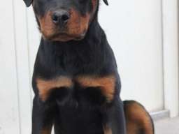 Rotvajler, &scaron;tenci