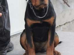 Rotvajler, &scaron;tenci