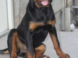 Rotvajler, &scaron;tenci