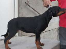 Rotvajler, &scaron;tenci