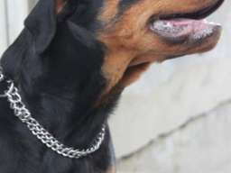 Rotvajler, &scaron;tenci