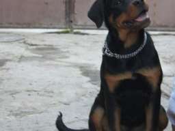 Rotvajler, &scaron;tenci