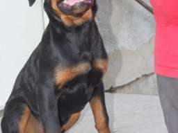 Rotvajler, &scaron;tenci