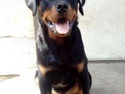 Rotvajler, &scaron;tenci