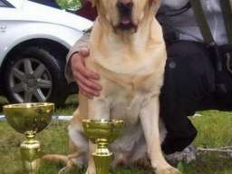 Labrador retriver