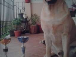 Labrador retriver