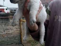 Labrador retriver