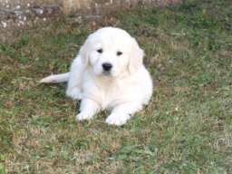 Zlatni retriver stenci