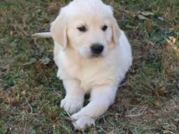 Zlatni retriver stenci