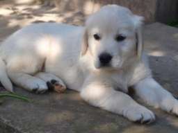 Zlatni retriver stenci