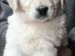 Zlatni retriver stenci