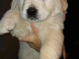 Zlatni retriver stenci