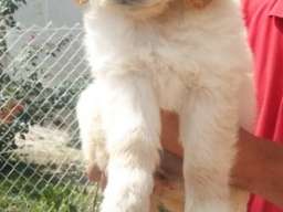 Zlatni retriver stenci