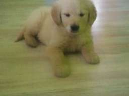 Zlatni retriver stenci