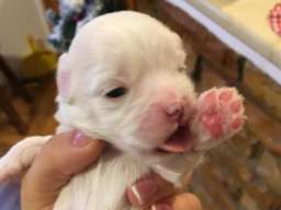 Maltezer &scaron;tenci 