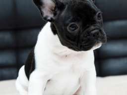 Francuski buldog &scaron;tenci