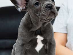 Francuski buldog &scaron;tenci