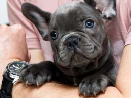 Francuski buldog &scaron;tenci