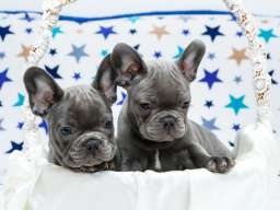 Francuski buldog &scaron;tenci
