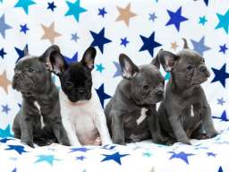 Francuski buldog &scaron;tenci