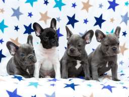 Francuski buldog &scaron;tenci