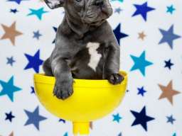 Francuski buldog &scaron;tenci