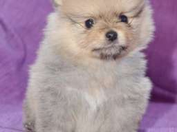 Pomeranac &scaron;tenci