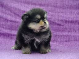 Pomeranac &scaron;tenci