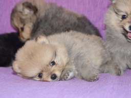 Pomeranac &scaron;tenci