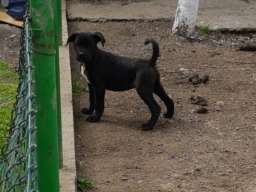 Kane korso &scaron;tenci na prodaju