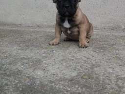 Francuski buldog mu&scaron;ko &scaron;tene