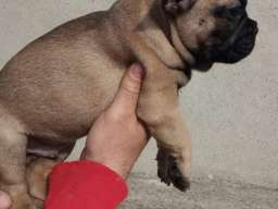 Francuski buldog mu&scaron;ko &scaron;tene