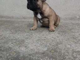 Francuski buldog mu&scaron;ko &scaron;tene