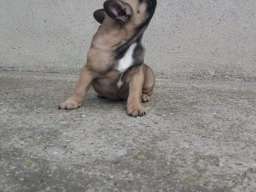 Francuski buldog mu&scaron;ko &scaron;tene