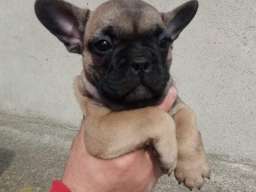 Francuski buldog mu&scaron;ko &scaron;tene