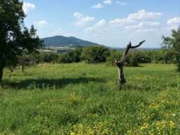 Kuca Vinca kod Topole