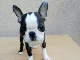 Boston terijer mu&scaron;ko &scaron;tene