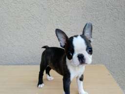 Boston terijer mu&scaron;ko &scaron;tene