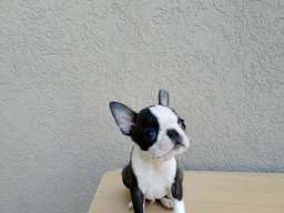 Boston terijer mu&scaron;ko &scaron;tene