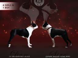 Boston terijer mu&scaron;ko &scaron;tene