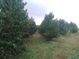 Na prodaju Vocnjak kod Hotela na Raskrscu